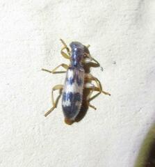 Cymatodera undulata