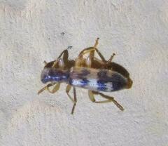 Cymatodera undulata
