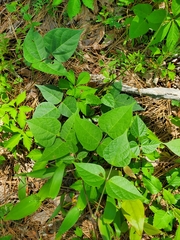 Phaseolus polystachios