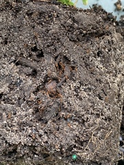 Tetramorium bicarinatum