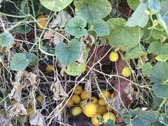 Cucumis melo
