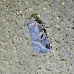 Plagiomimicus pityochromus