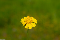 Tridax balbisioides