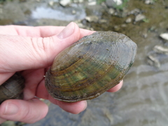 Ortmanniana ligamentina