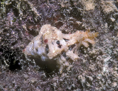 Pterynotus martinetanus