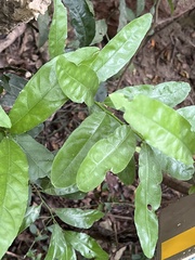 Capparis micracantha