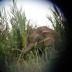 Elephas maximus borneensis