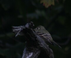 Empidonax virescens