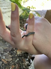 Diadophis punctatus stictogenys