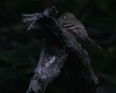 Empidonax virescens