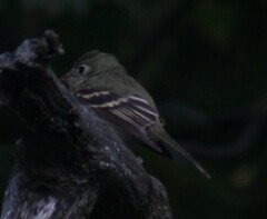 Empidonax virescens