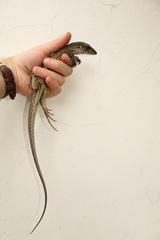 Ameiva praesignis