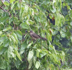 Turdus amaurochalinus