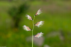 Bouteloua chondrosioides