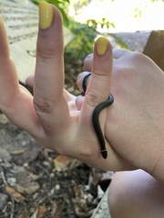 Diadophis punctatus stictogenys