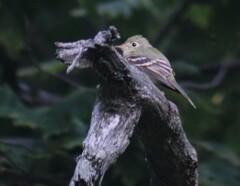 Empidonax virescens