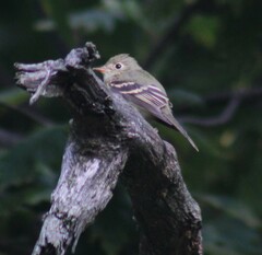 Empidonax virescens