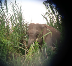 Elephas maximus borneensis