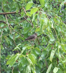 Turdus amaurochalinus