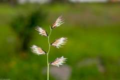 Bouteloua chondrosioides