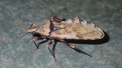 Panstrongylus geniculatus