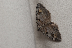 Xanthorhoe abrasaria