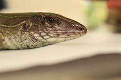 Ameiva praesignis