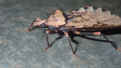Panstrongylus geniculatus