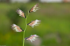 Bouteloua chondrosioides
