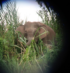 Elephas maximus borneensis