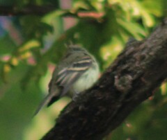 Empidonax virescens