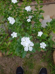 Catharanthus roseus