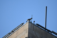 Falco peregrinus