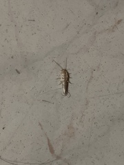 Ctenolepisma longicaudatum