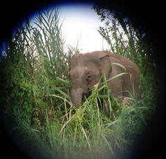 Elephas maximus borneensis