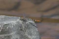 Erpetogomphus compositus