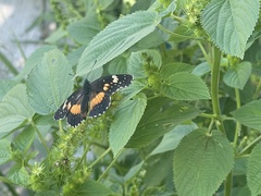 Chlosyne lacinia adjutrix