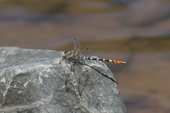 Erpetogomphus compositus