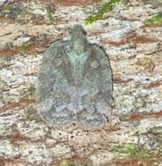 Flataloides scabrosus