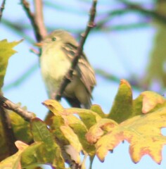 Empidonax virescens