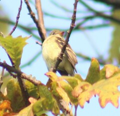 Empidonax virescens