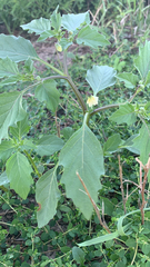 Physalis angulata