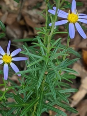 Ionactis linariifolia