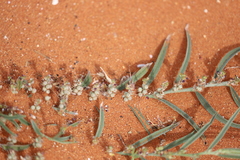 Indigofera linifolia