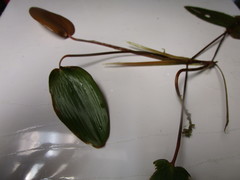 Potamogeton natans
