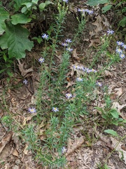 Ionactis linariifolia