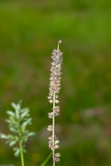 Tragus berteronianus