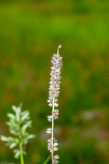 Tragus berteronianus