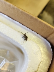 Aegomorphus circumflexus