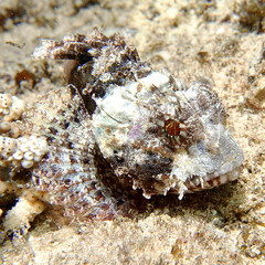 Painted Scorpionfish photo 1